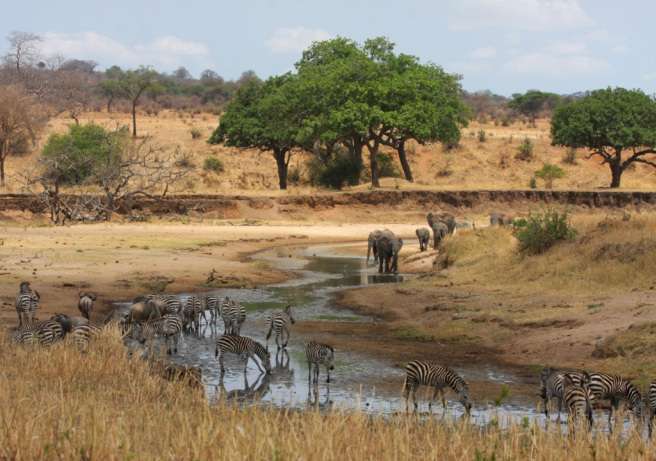 Wildlife gathering at waterhole during dry season