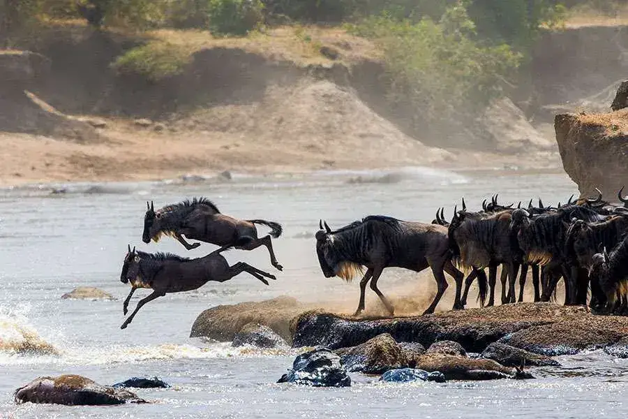 Serengeti Wildebeest Migration: Complete Guide to the Great Migration