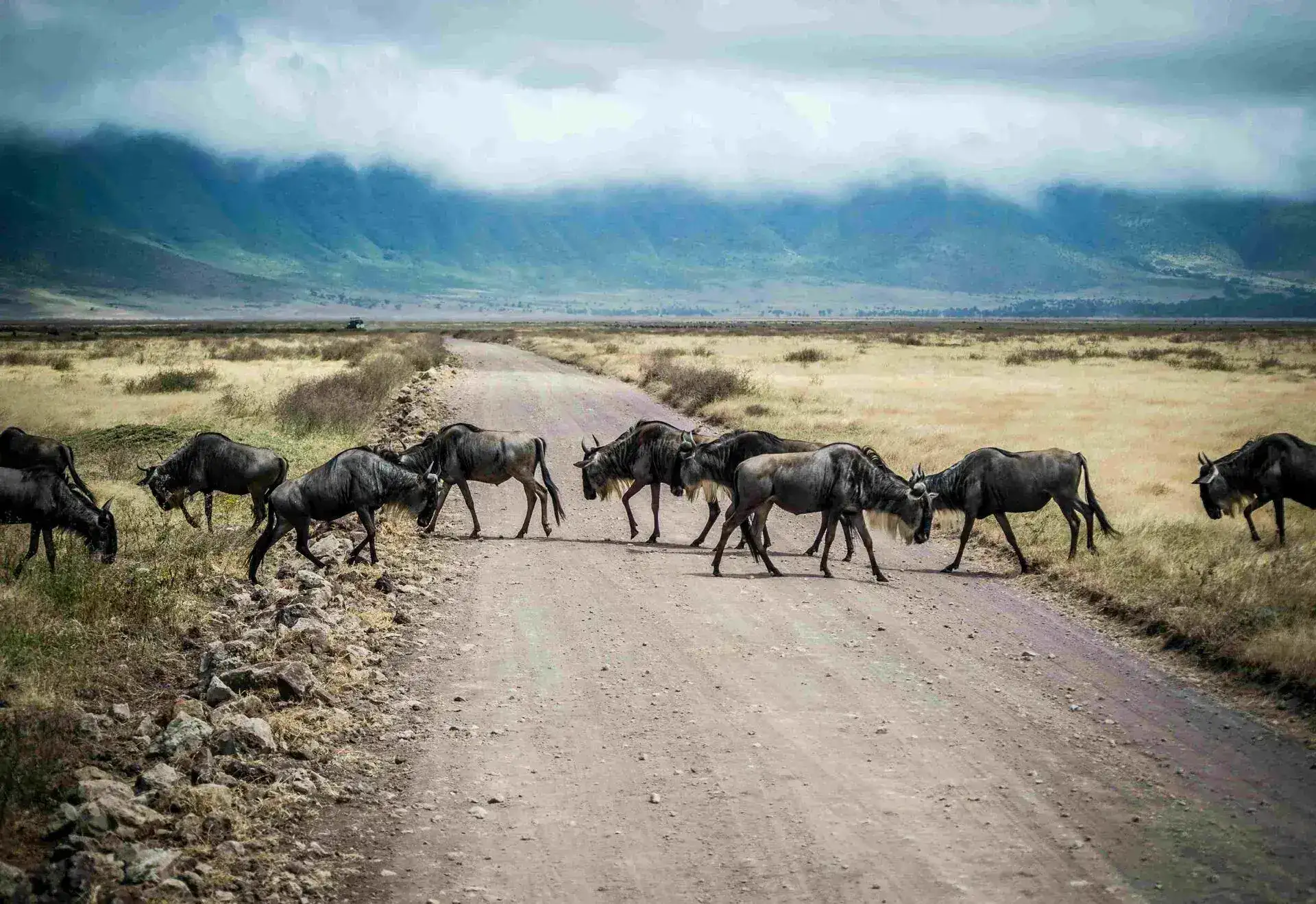 Best Time to See the Great Migration in Serengeti