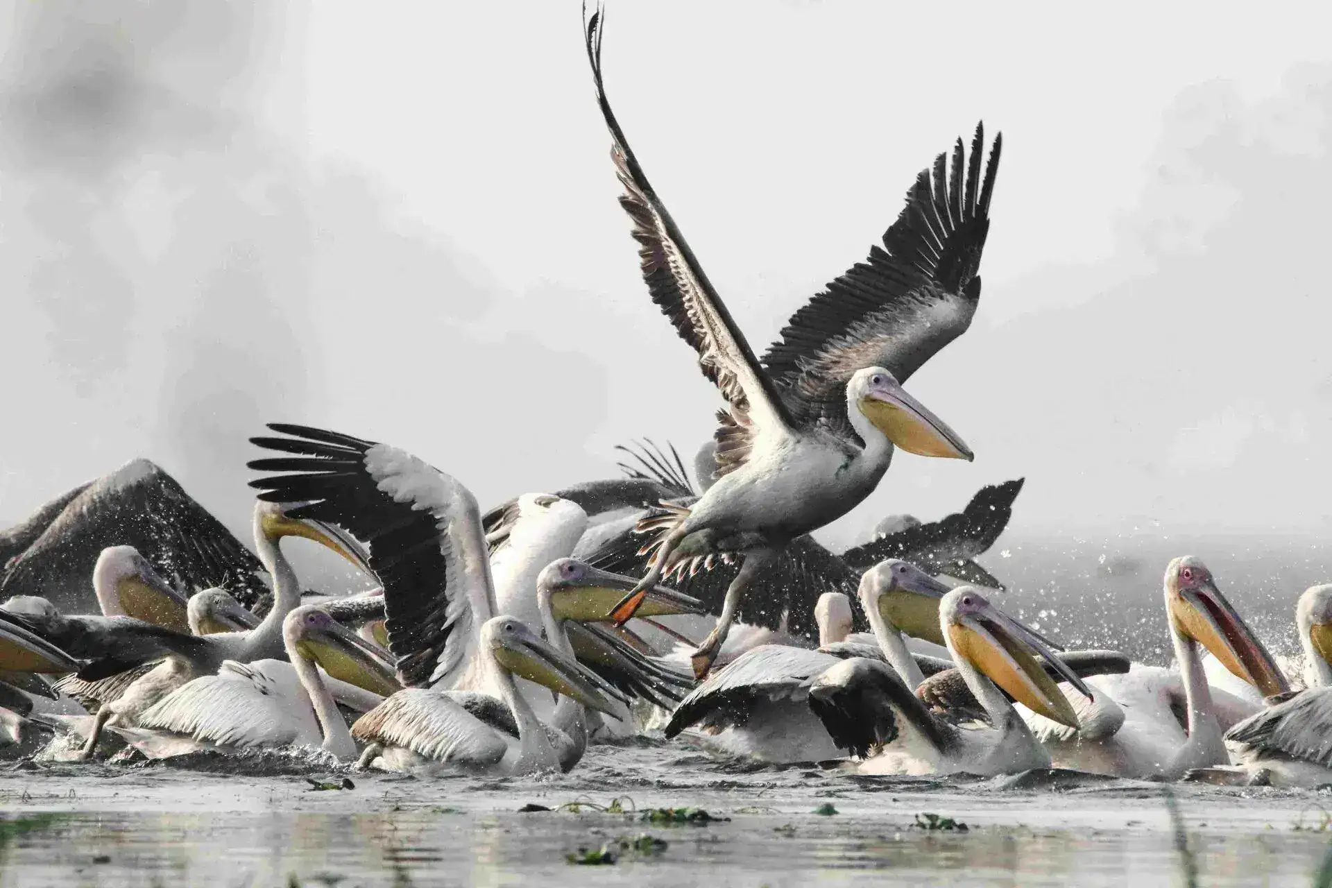 Top 10 Wildlife Photography Tips for Your Tanzanian Safari