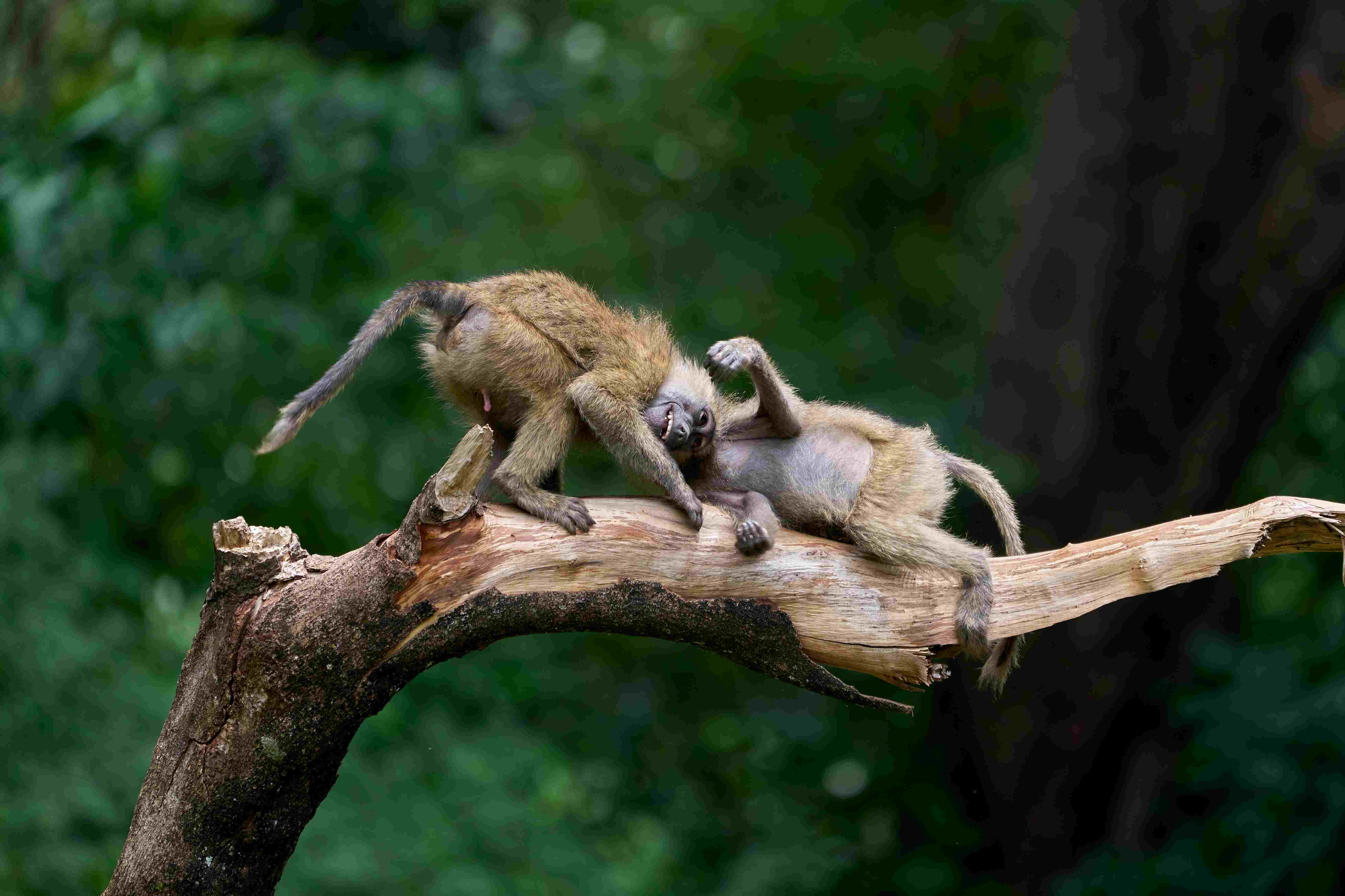 Lake Manyara National Park