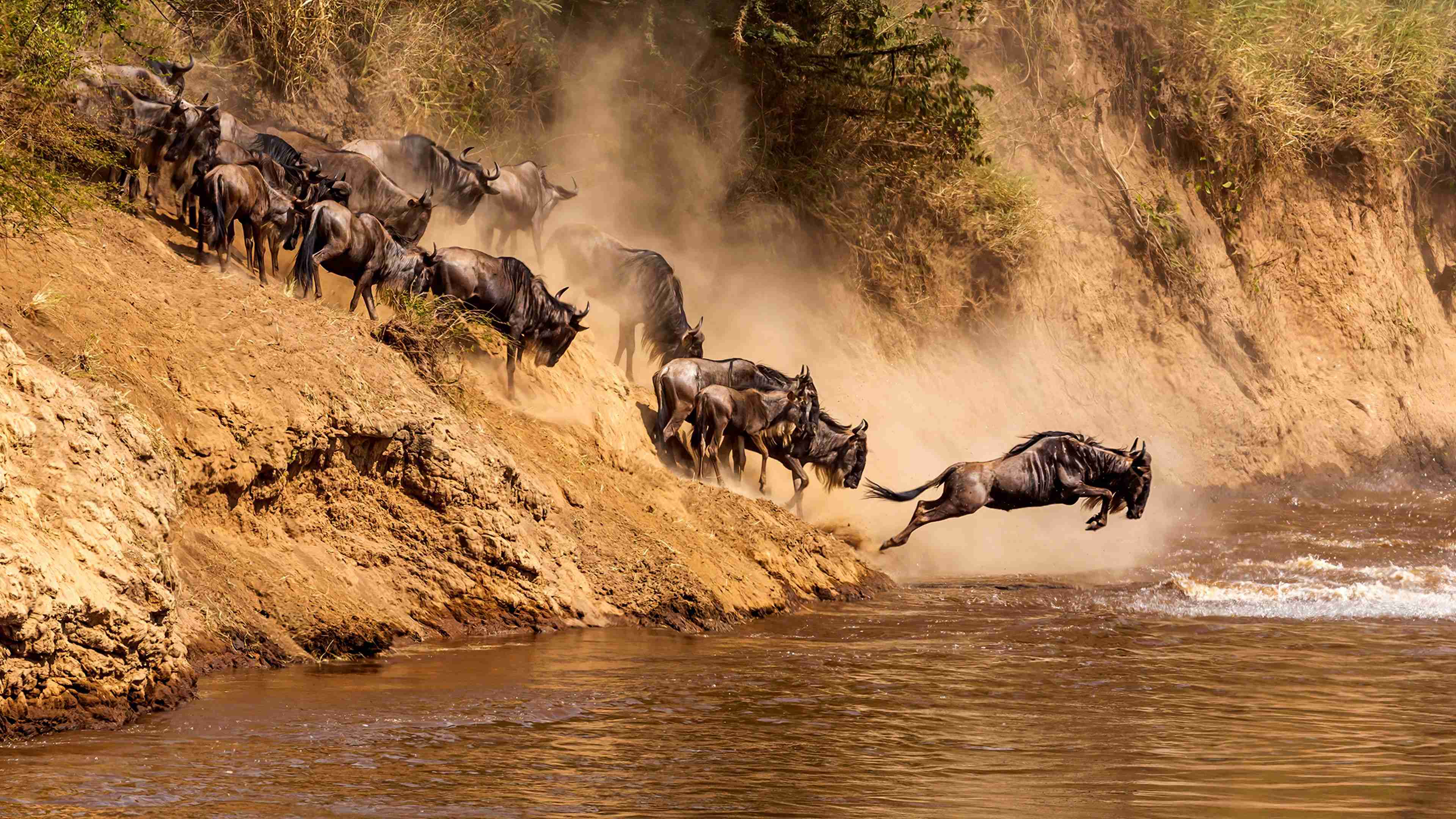 Vast herds spread across the Serengeti plains